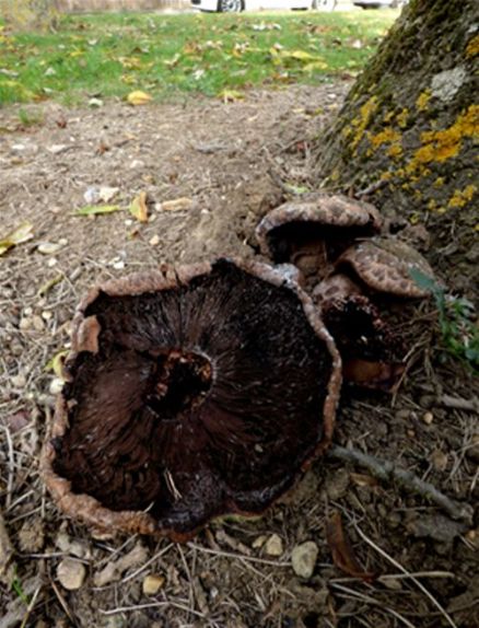 Desiccated mature caps at the base of ash in Pitsea, Essex